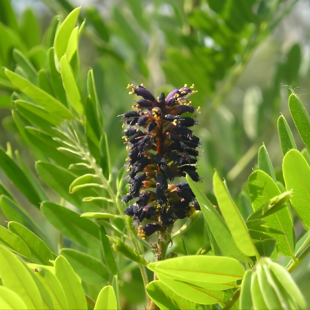 False Indigo Bush Live Plant Trees 6–12 Inch | Vibrant Purple Flower Spikes | Drought-Tolerant Amorpha Fruticosa for Garden Borders & Eco-Friendly Landscaping