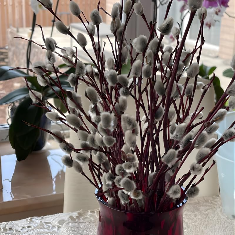 2 French Pussy Willow Live Plants | Pussy Willow Tree Live Plant for Outdoor Planting | 1–2 Feet Tall Well-Established Trees | Ideal for Landscape and Seasonal Interest