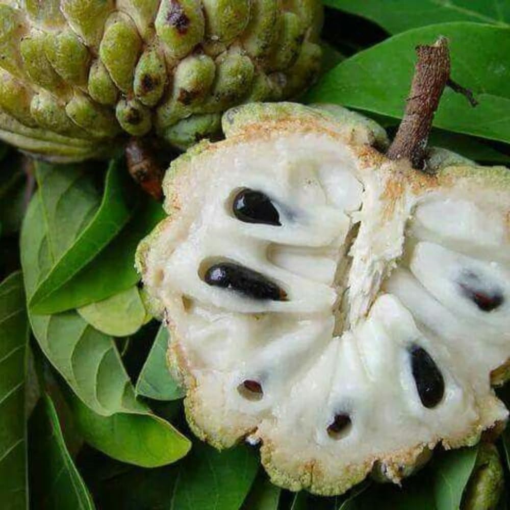 Green Sugar Apple Tree Live Plant | Tropical Custard Apple Fruit Plant | 30-36 Inches Tall | Hardy, Cold Climate Ready | No Ship to CA,HI,AK