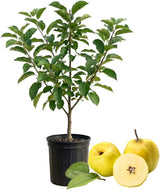 Sweet Golden Delicious Apple Plant Live, 3 Feet Tall, Fruit Trees Live Plants Ready to Fruit, Live Fruit Trees for Outdoor Planting (No Ship to CA, HI, AK)
