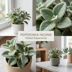 Peperomia Incana Live Plant, 4" Potted Indoor Plant, Vigorous Houseplant with Soft Felted Foliage for Living Rooms, Easy to Care Pet-Friendly Decor