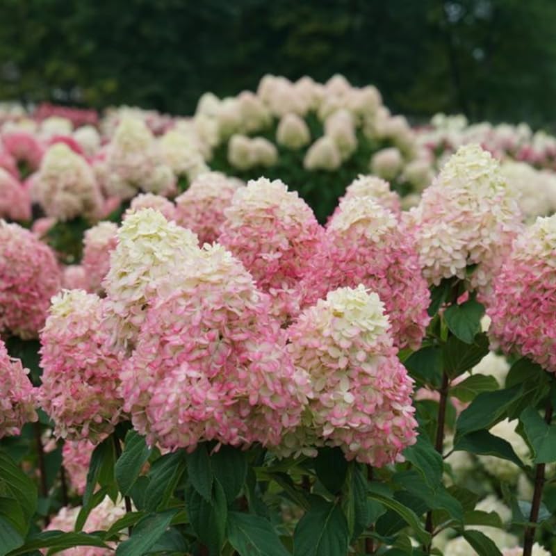 2 PeeGee Hydrangea Live Plant Bush Shrub | 12-24" Rooted Cuttings | Cold-Hardy Panicle Flowering Shrub | White to Pink Autumn Blooms