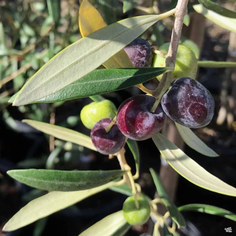 Live Arbequina Olive Trees (2.5–3 Ft Tall) | Compact, Drought-Tolerant Olive Tree for Indoor & Outdoor Spaces | No Ship to CA,HI,AK