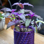 Purple Passion Plant Live - Gynura, 4-8 Inch Tall, 2-Pack Rooted Starters, Easy to Grow Indoor Houseplant for Home & Office, Vibrant Purple Velvet Foliage