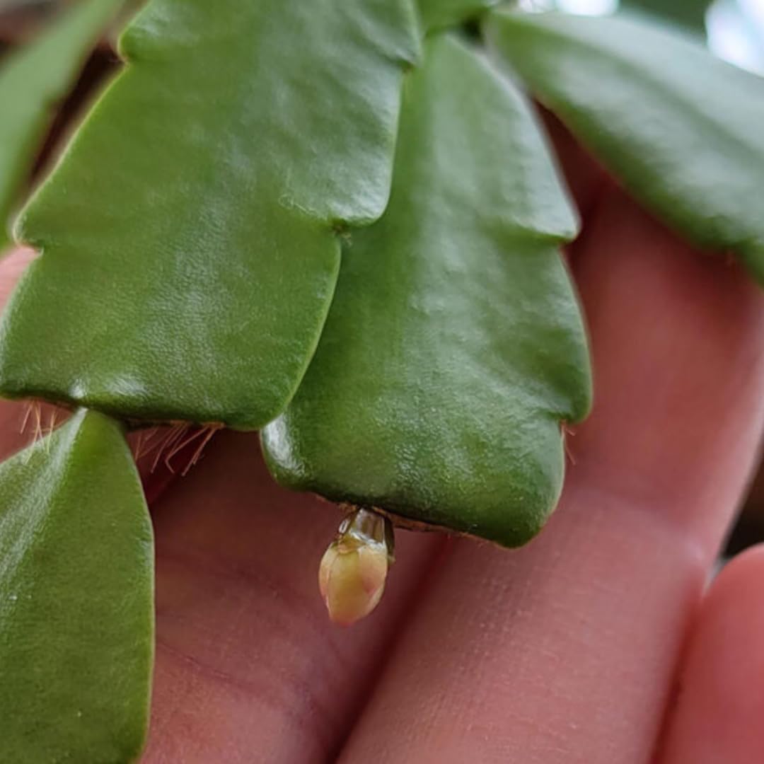 2 Yellow Christmas Cactus Plant Live | 3 to 4 Inch Tall Indoor | Housewarming Friendship Gifts for Women Best Friend Presents for Mom Birthday Gift for New Home