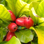 (No Ship to CA, HI, AK) Miracle Fruit Tree Live Plant - 12-14 Inches Miracle Berry Tree in 3 Gallon Pot, Cold Hardy Tropical Fruit Trees Live Plants for Home Yard Landscape