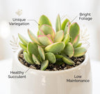 2 Echeveria Chroma Succulent Plants Live, 2 Inch Pot, Rare Live Succulent, Easy Care, Vibrant Color Indoor Houseplant for Home, Office Décor, Small Spaces & Gifts
