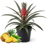 Pineapple Live Plant, 6 Inch Pot, Sturdy Low Maintenance Edible Bromeliad for Home Gardens, Grow Sweet Exotic Fruits & Striking Spiky Foliage