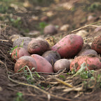 Yukon Gold Seed Potatoes, 2 Lbs, Non GMO, Easy To Grow, Heirloom Potato Seeds for Planting Outdoors