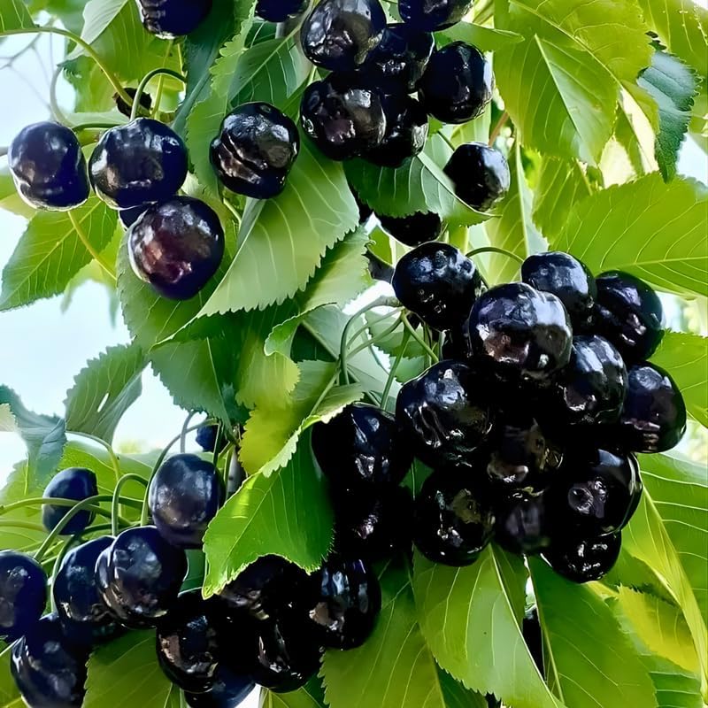 2 Black Cherry Trees Live Plants 2–3 Ft Tall | Sweet Cherry Fruit Tree for Home Garden, Yard Growing & Outdoor Landscape
