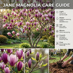 (No Ship to CA,HI,AK) Jane Magnolia Tree Live Plant, 3 Feet Tall in 3 Gallon Pot, Vigorous Cold-Hardy Deciduous Shrub, Sturdy Low Maintenance Plant for Pink Spring Blooms & Garden Landscapes