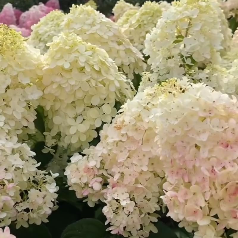 2 Hardy Pee Gee Hydrangea Live Plants | 1-2 Feet Tall Bare Root Seedlings | Paniculata Flowering Shrub | Fast-Growing Tree