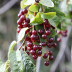 Chokeberry Plant Live, Well-Rooted 3-4" Potted Shrub, Cold-Hardy Aronia Berry Producer for Sunny Garden Rows