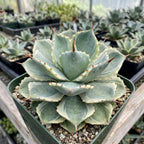 Live Succulent Plant, Variegated Agave in 4 Inch Pot, Low Maintenance Succulent for Bright Windowsills - Striking Blue-Green & Cream Foliage