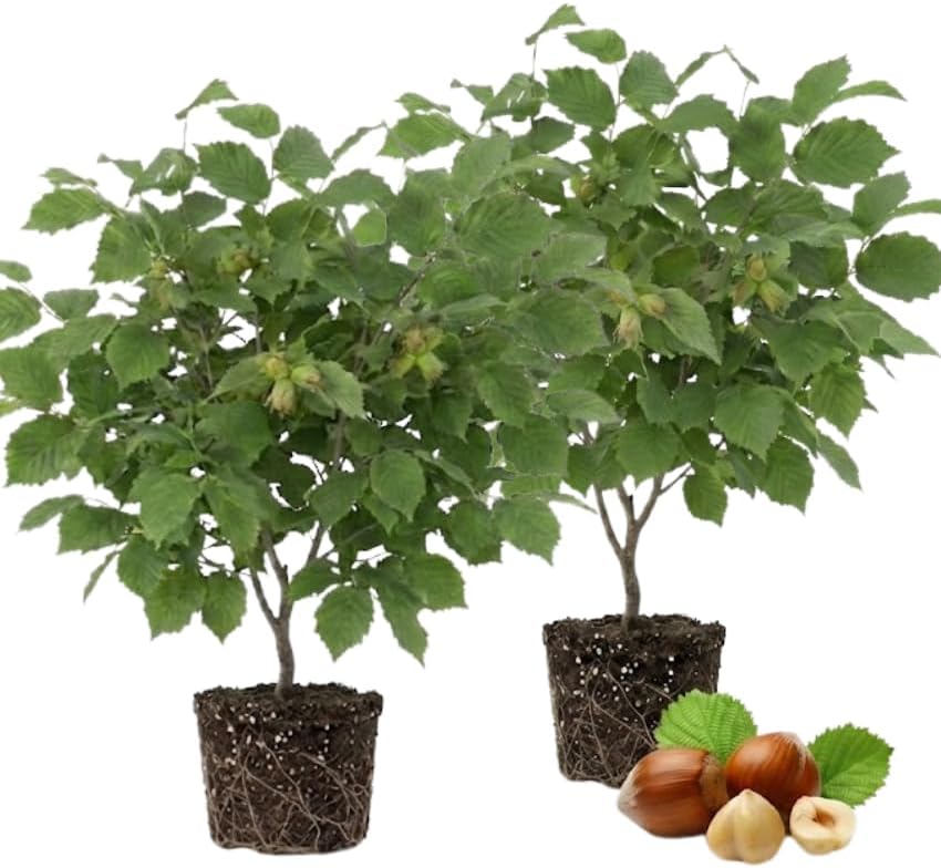 2 Hazelnut Tree Live Plant, 12–14 Inch Tall, Edible Nut Tree for Backyard Planting, Easy to Grow for Beginners