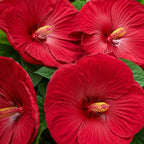Red Hardy Hibiscus Plants Live, 4-8" Tall, Vibrant Perennial Hibiscus Plant, Fast Growing Flowering Shrub for Backyard Landscape and Patio Pots