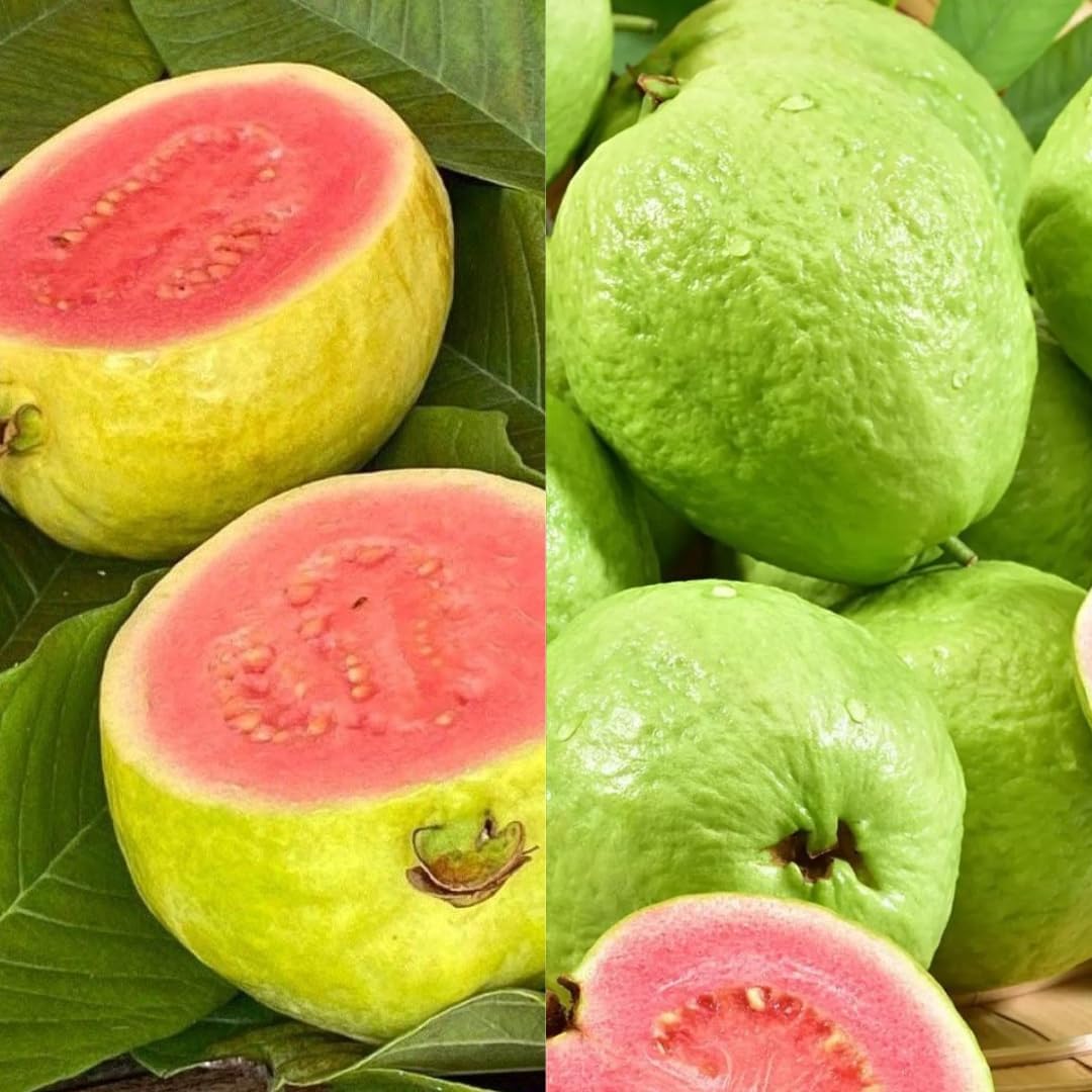 2 Count Pink Guava Tree Live Plant | Tropical Fruit Tree | Home Garden | 4-6 Inch Young Guava Plants | Easy to Grow & Fruiting