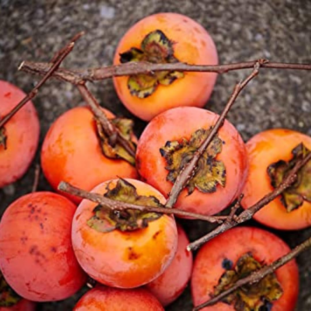 2 American Persimmon Live Plant – 12 to 24 Inch Tall Potted | Hardy Fruit Tree Producing Sweet Persimmons | Native Tree Home Orchards - No Ship to CA