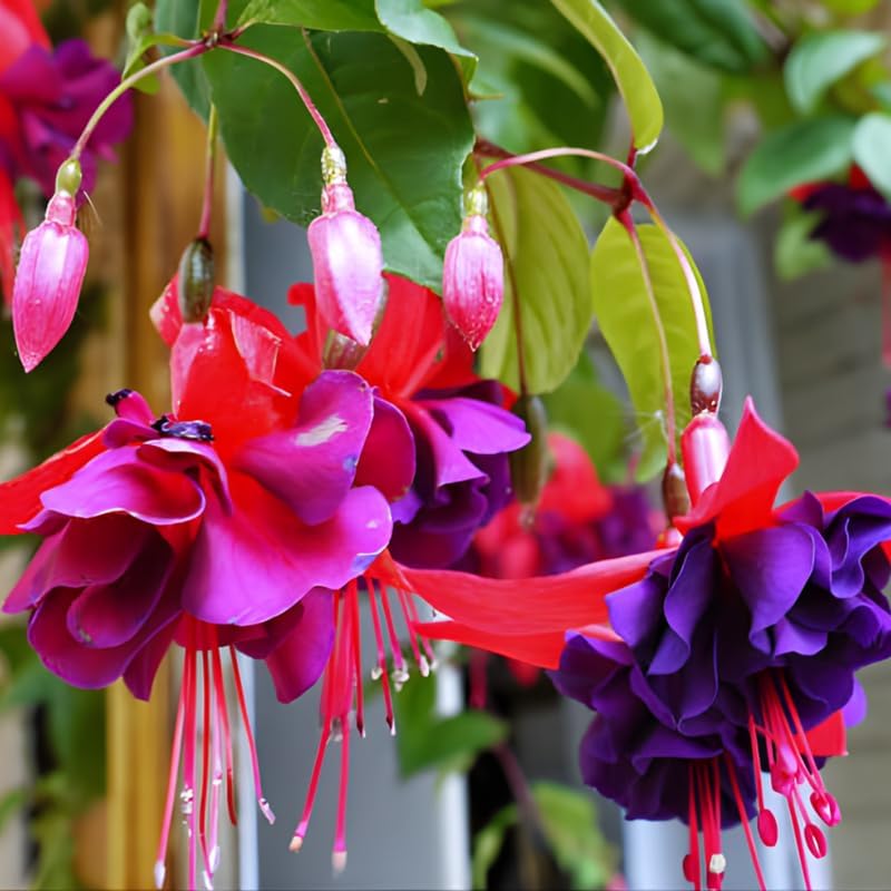 2 Fuchsia Plants Live, Dark Blue & Red Fuchsia, 6-12 Inch Tall, Blue Eye Variety, Trailing Flowering Plant, Ideal for Hanging Baskets
