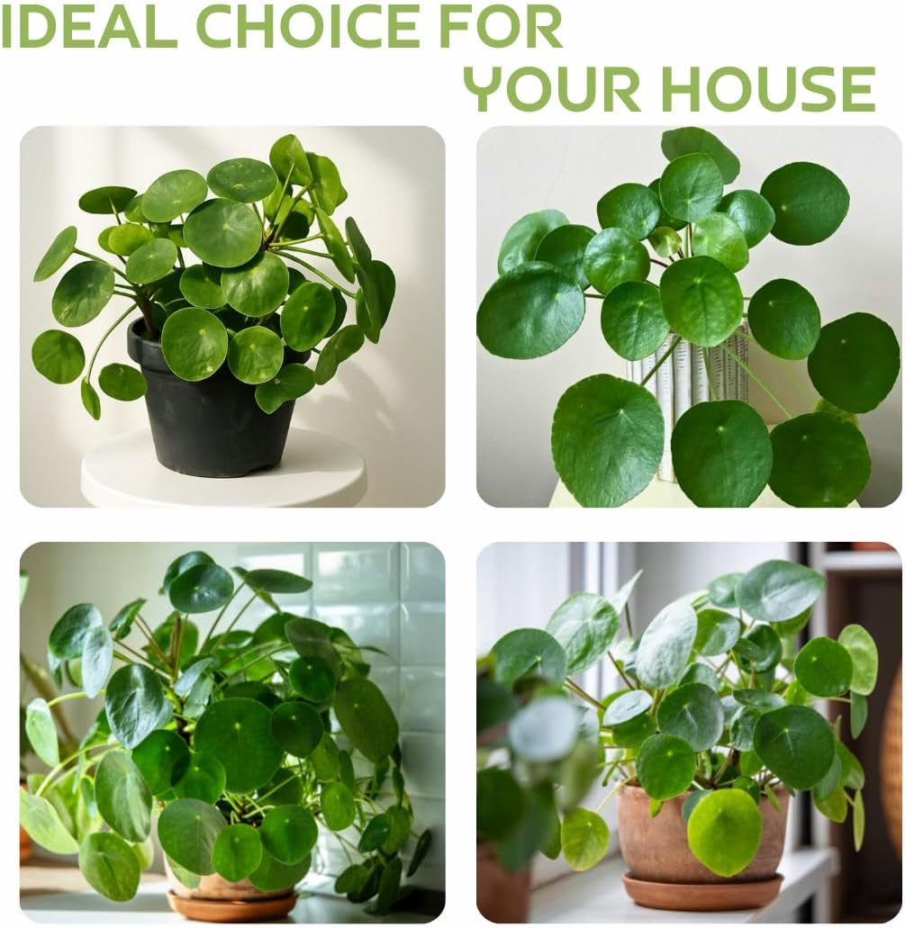2 Chinese Money Plant Live House Plant in 6 Inch Pot, Pilea Peperomioides Plant, Attractive Indoor Greenery for Desks, Shelves & Small Spaces, Real Plants for Home & Office Décor