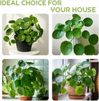 2 Chinese Money Plant Live House Plant in 6 Inch Pot, Pilea Peperomioides Plant, Attractive Indoor Greenery for Desks, Shelves & Small Spaces, Real Plants for Home & Office Décor