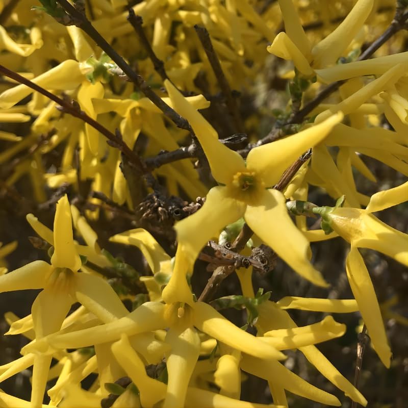 2 Lynwood Gold Forsythia Live Shrubs | Lynwood Gold Forsythia Bush Plants | 1–2 Feet Tall Dormant Bare Root Plants | Great for Garden Borders and Landscape Design