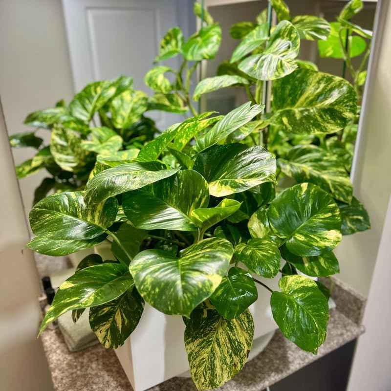 Golden Pothos Live Plant, 6" Potted Plant, Easy Care Indoor Vine, Hanging Green Foliage for Shelves and Desks