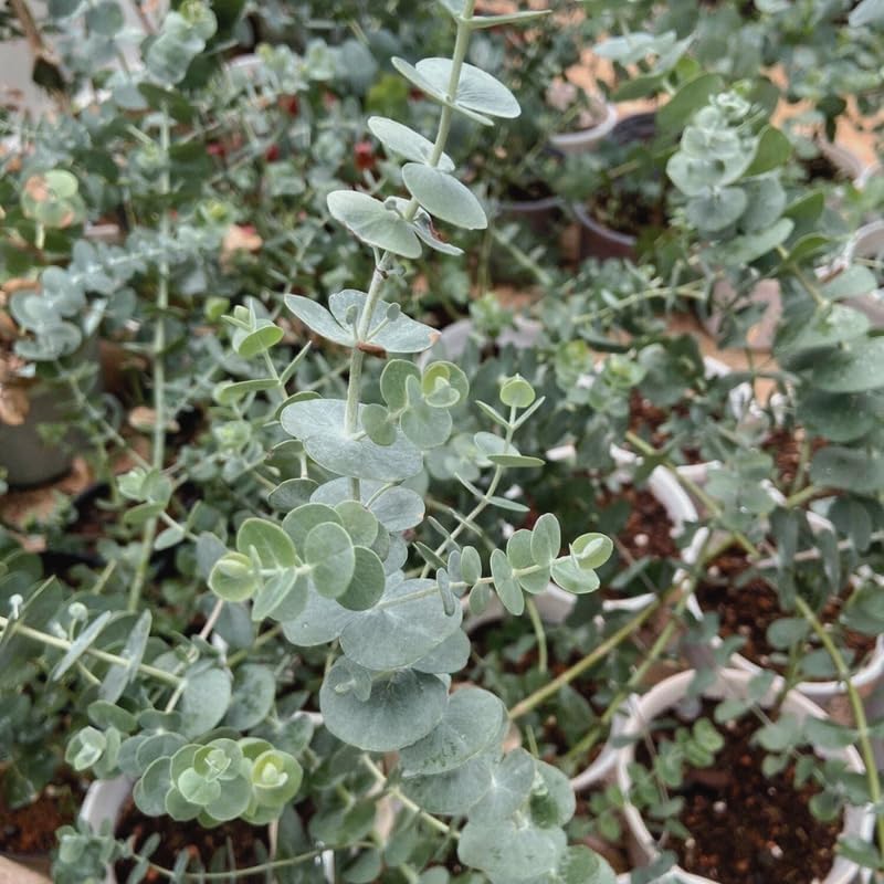 Silver Dollar Eucalyptus Plant Live, 6 Inch Tall Bare Root Seedlings, Eucalyptus Cinerea Aromatic Evergreen, Silvery Blue Foliage for Home and Garden