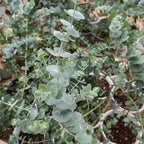Silver Dollar Eucalyptus Plant Live, 6 Inch Tall Bare Root Seedlings, Eucalyptus Cinerea Aromatic Evergreen, Silvery Blue Foliage for Home and Garden