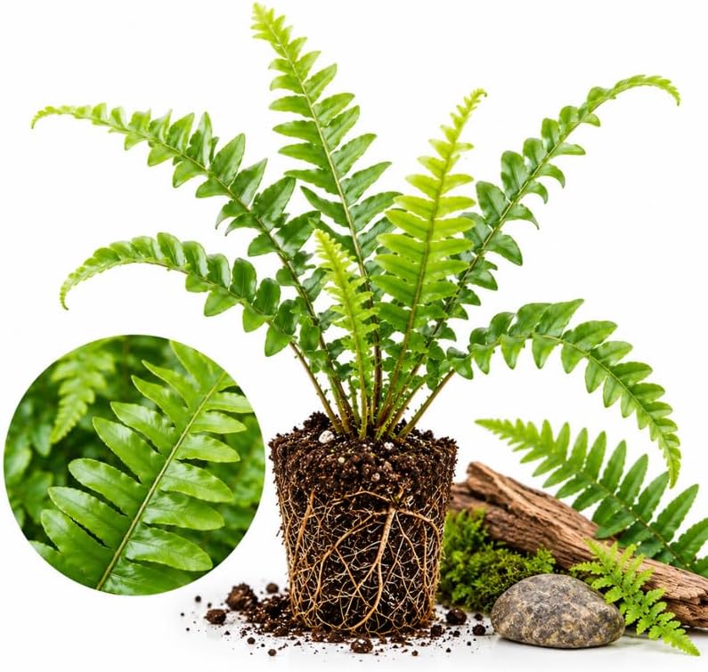 Kimberly Queen Fern, 5-6" Tall Nephrolepis obliterata