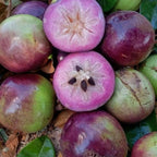 Purple Caimito Tree Live | Star Apple Tree | 30 – 36 Inches Tall | Fruit with Sweet Flavor | Easy to Grow Tropical Tree for Home Gardens & Backyards | No Ship to CA,HI,AK