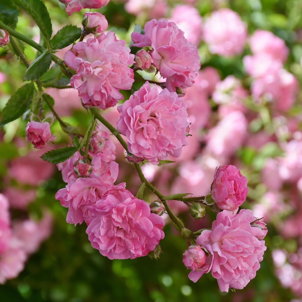 Pink Climbing Roses Live Plant 10-14" Tall in Large Pot, Heirloom Climbing Rose Bush, Fragrant High-Yielding Perennial Flowering Vine for Trellis & Fence
