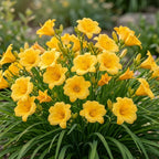 5 Stella de Oro Daylily Roots, Reblooming Yellow Perennial Roots for Garden Borders, Cold-Hardy Miniature Golden Daylily