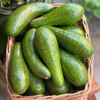 (No Ship to CA,HI,AK) Avocado Trees Live Plants - Russell Avocado | 30–36 Inch Tall Potted Plant | Fruit Tree for Outdoor Growing & Home Gardens