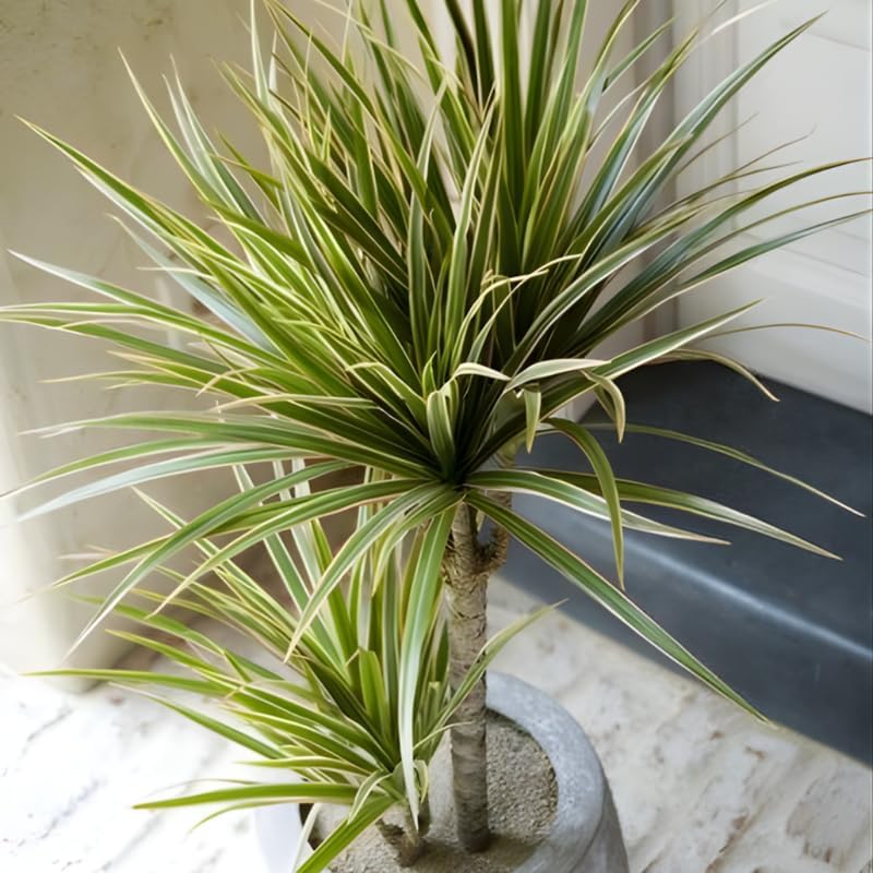 Dragon Tree Live Plant, Dracaena Marginata in 6 Inch Pot, Easy to Maintain Indoor Houseplant, Suitable for Home & Office Décor, Great Birthday Gift