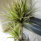 Dragon Tree Live Plant, Dracaena Marginata in 6 Inch Pot, Easy to Maintain Indoor Houseplant, Suitable for Home & Office Décor, Great Birthday Gift