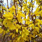 Lynwood Gold Forsythia Live Shrub | 2.5-Inch Potted Forsythia Bush | Outdoor Plant for Landscape Use | Great for Garden Borders