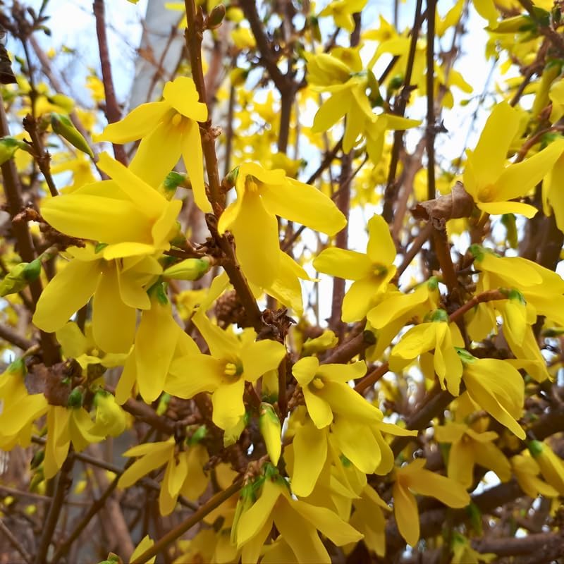 Lynwood Gold Forsythia Live Shrub | 2.5-Inch Potted Forsythia Bush | Outdoor Plant for Landscape Use | Great for Garden Borders