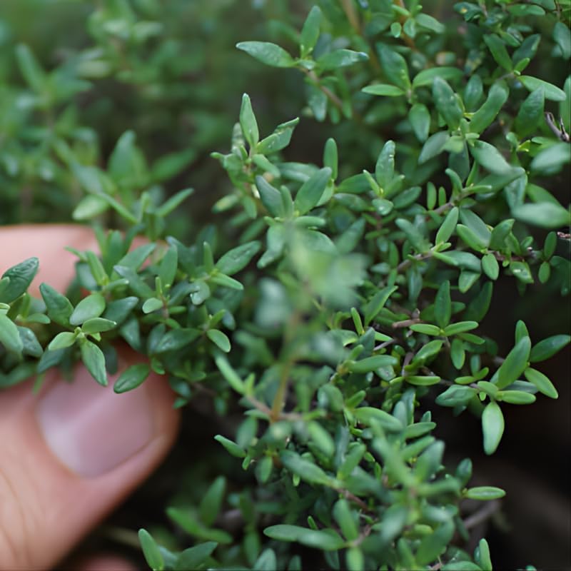 Thyme Plants Live, French Thyme, 4-Inch Tall, Easy to Grow & Low Maintenance, Fresh Culinary Herb for Cooking, Indoor/Outdoor Herb Garden