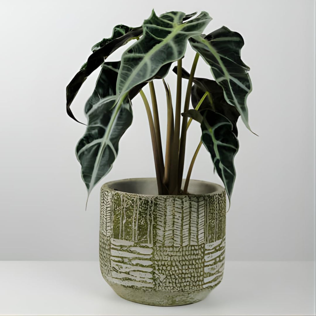 Alocasia Live Plant - African Mask, 4-Inch Pot Rare Alocasia Plant, Deep Green Foliage, Exotic Tropical Houseplant for Desk, Room Decor & Indoor Spaces