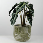 Alocasia Live Plant - African Mask, 4-Inch Pot Rare Alocasia Plant, Deep Green Foliage, Exotic Tropical Houseplant for Desk, Room Decor & Indoor Spaces