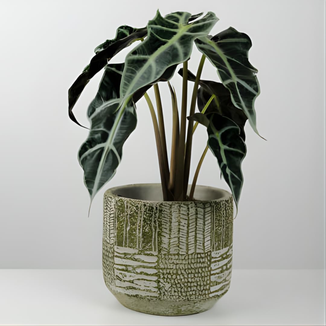 Alocasia Live Plant - African Mask, 4-Inch Pot Rare Alocasia Plant, Deep Green Foliage, Exotic Tropical Houseplant for Desk, Room Decor & Indoor Spaces