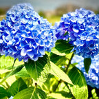 2 Nikko Blue Hydrangea Live Plants for Planting, 6-12 Inch Tall in 2.5 Inch Pot, Blue Mophead Bloom, Flowering Shrub for Garden and Patio