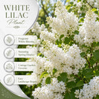 White Lilac Bush Live Plant in Medium Size Pot, Fast Growing Lilac Tree Live Plant, Fragrant Flowering Shrubs for Garden Landscaping