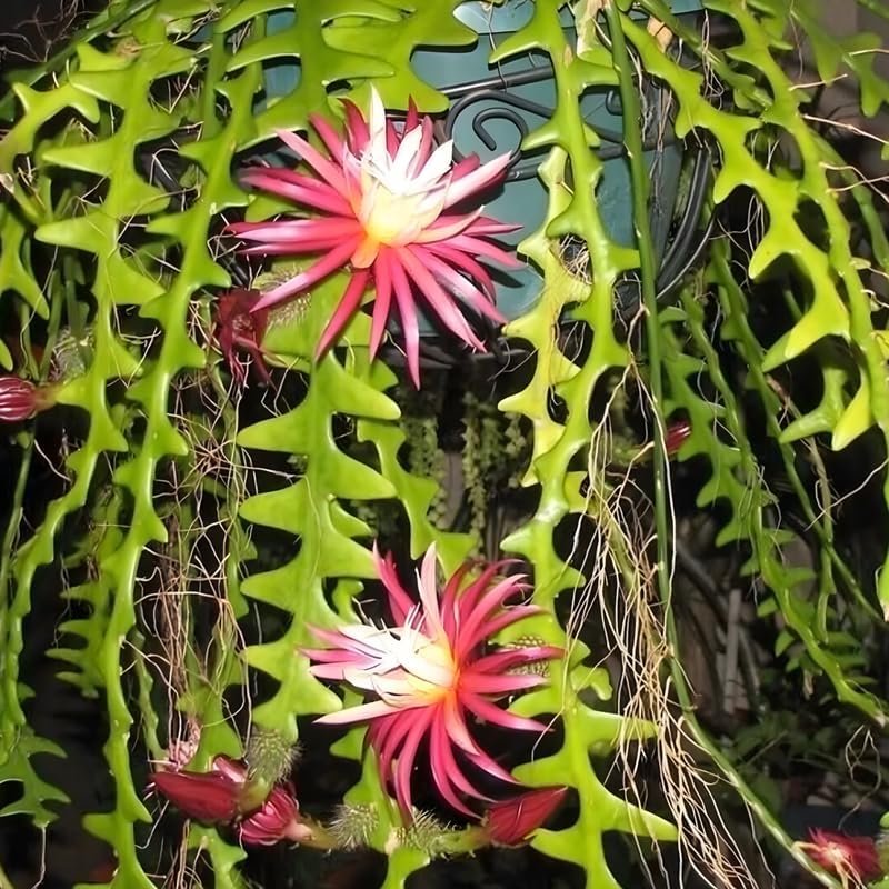 Fishbone Cactus RIC Rac Cactus Live Plant in 4" Inch Pot | Unique Fish Bone Patterned Foliage | Easy-Care Indoor Tropical Houseplant | Ideal Gift for Plant Lovers