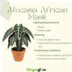 Alocasia Live Plant - African Mask, 4-Inch Pot Rare Alocasia Plant, Deep Green Foliage, Exotic Tropical Houseplant for Desk, Room Decor & Indoor Spaces