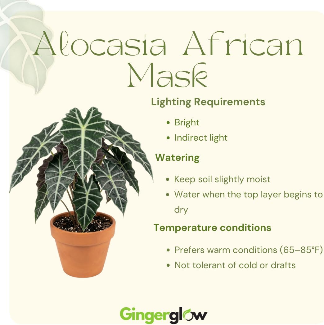 Alocasia Live Plant - African Mask, 4-Inch Pot Rare Alocasia Plant, Deep Green Foliage, Exotic Tropical Houseplant for Desk, Room Decor & Indoor Spaces