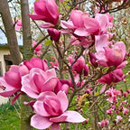 2 Jane Magnolia Trees Live Plants | Japanese Magnolia Tree Live Plant | 8–12 Inch Rooted Cutting Plants | Suitable for Yard Growing and Seasonal Flower Display