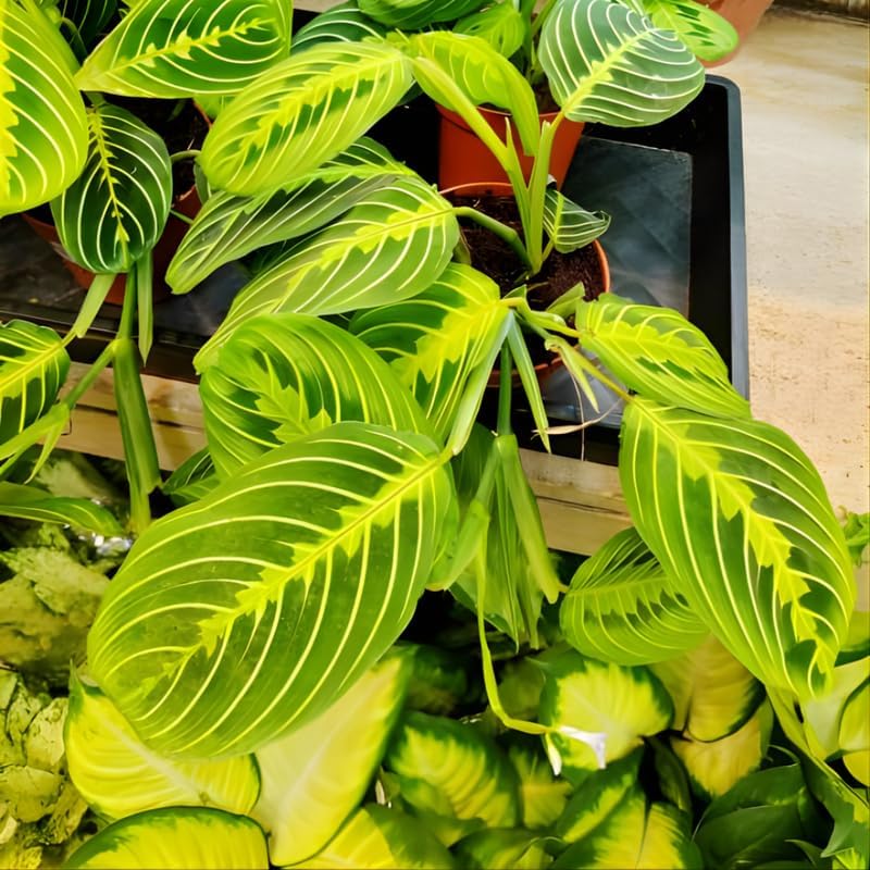 Maranta Lemon Lime Prayer Plant Live, 4 Inch Pot, Potted Prayer Plant, Vibrant Green Foliage Indoor Plant for Home and Office