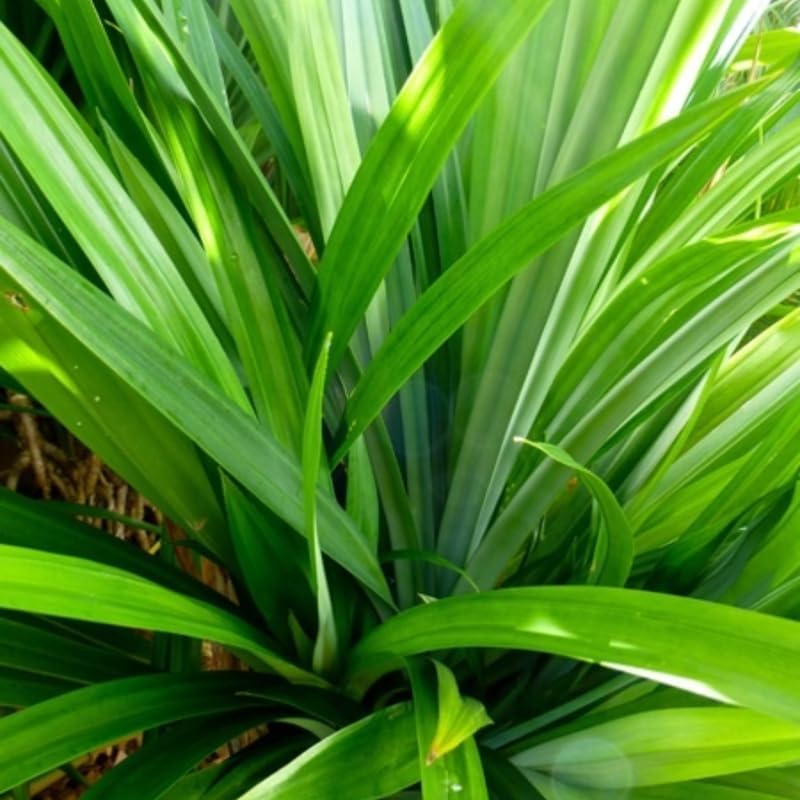 Pandan Leaf Plant Live 1–2 Ft | Tropical Pandanus Amaryllifolius | Easy-Grow Culinary Plant for Patio, Yard & Containers | No Ship to CA,HI,AK